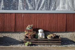 Thumbnail Image of Ceramic bulldog sits on display outside 104 Breens Road