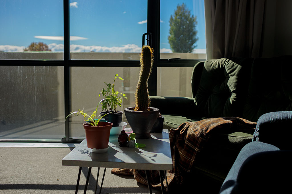 Image of Living room cactuses soaking up the sun, Hereford Street. Wednesday, 18 April 2018
