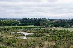 Thumbnail Image of Halswell Quarry wetlands