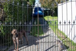 Thumbnail Image of Two dogs, Mooray Avenue, Bishopdale