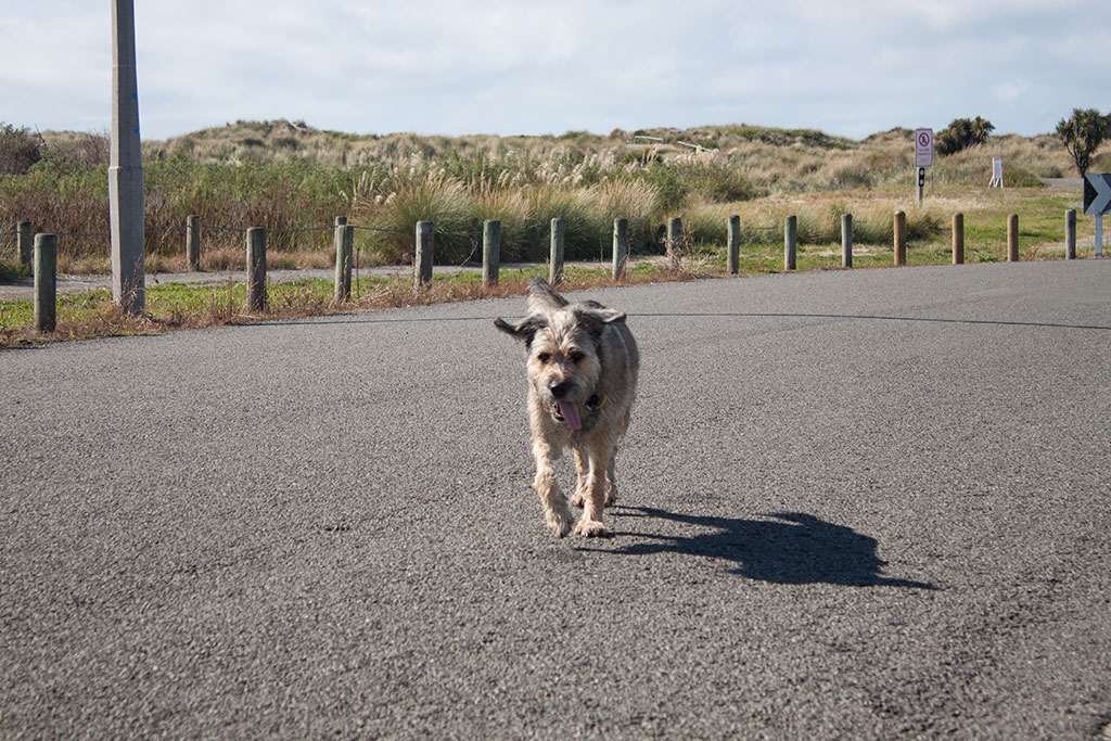 Image of Roger's dog, back from her exploration, Aston Drive, Waimairi Beach. Thursday, 31 March 2016
