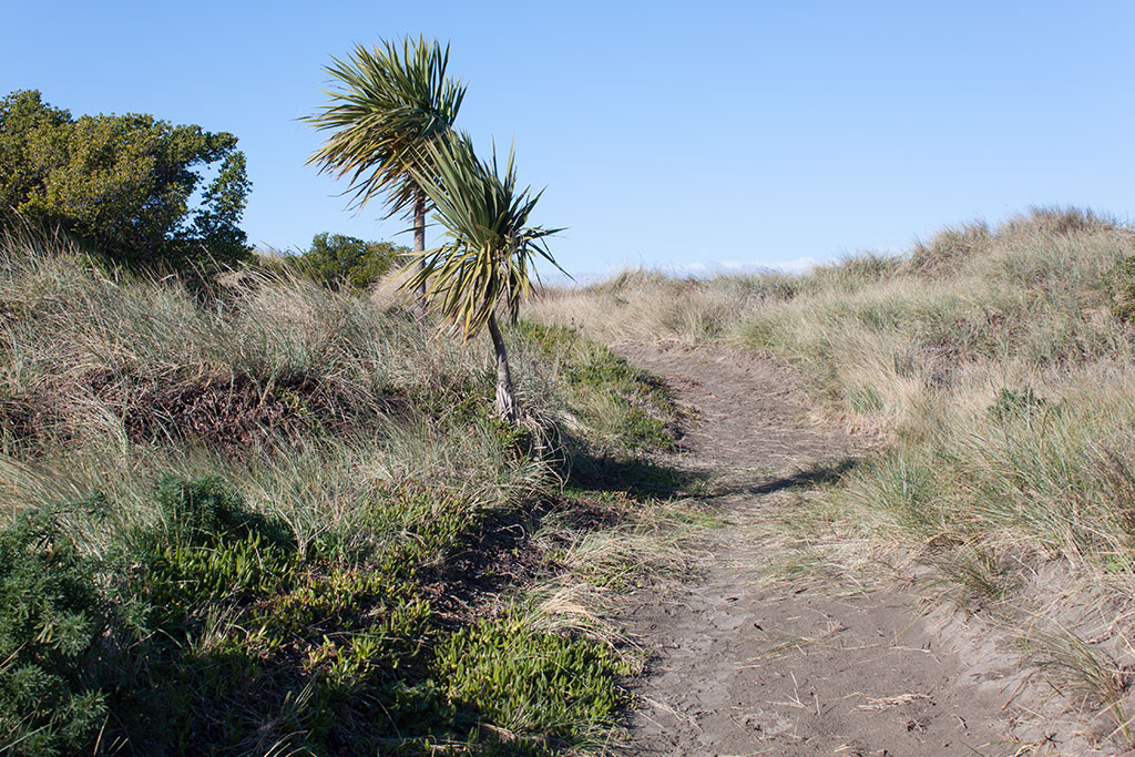 Image of Path, Te Karoro Karoro Reserve. Friday, 15 July 2016
