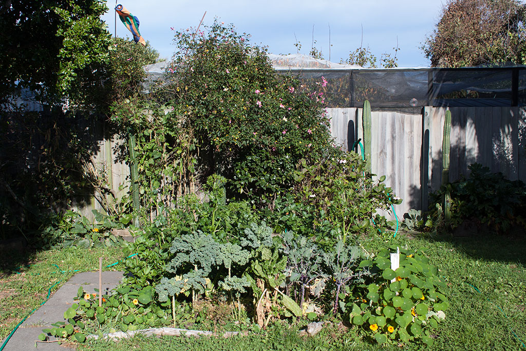 Image of Lizzie and David's vegetable garden, Fleming Street, North New Brighton. Friday, 6 May 2016