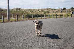Thumbnail Image of Roger's dog, back from her exploration, Aston Drive