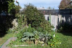 Thumbnail Image of Lizzie and David's vegetable garden, Fleming Street