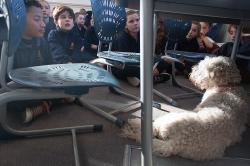 Thumbnail Image of A Canine Educator sits in class, South New Brighton School