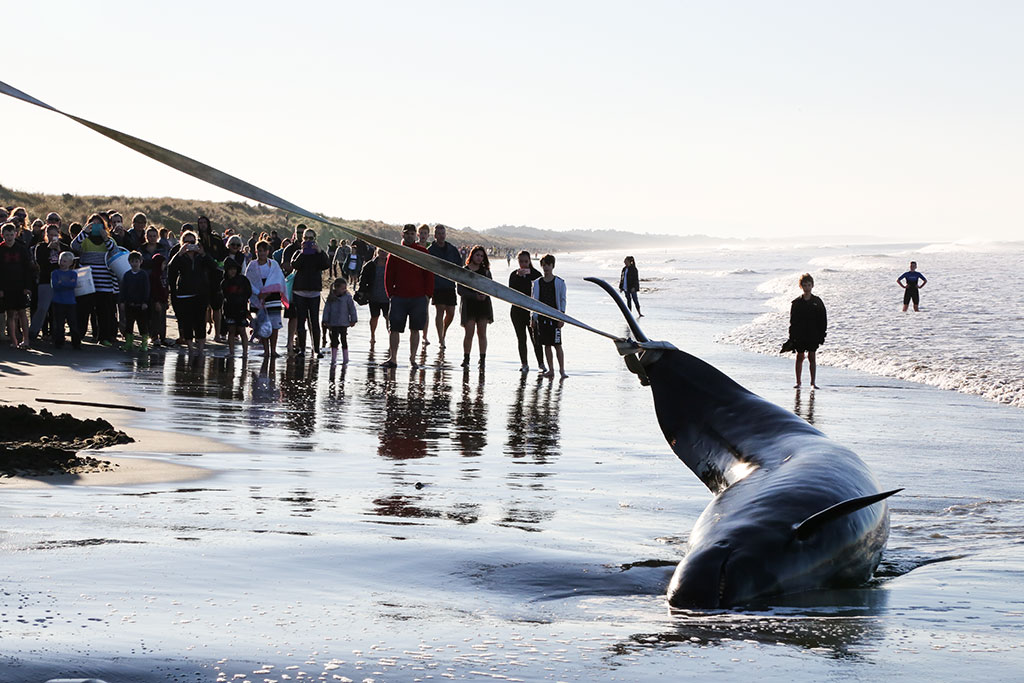 Image of False killer whale stranding, Waimairi Beach. Sunday, 5 June 2016