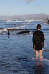 Thumbnail Image of False killer whale stranding