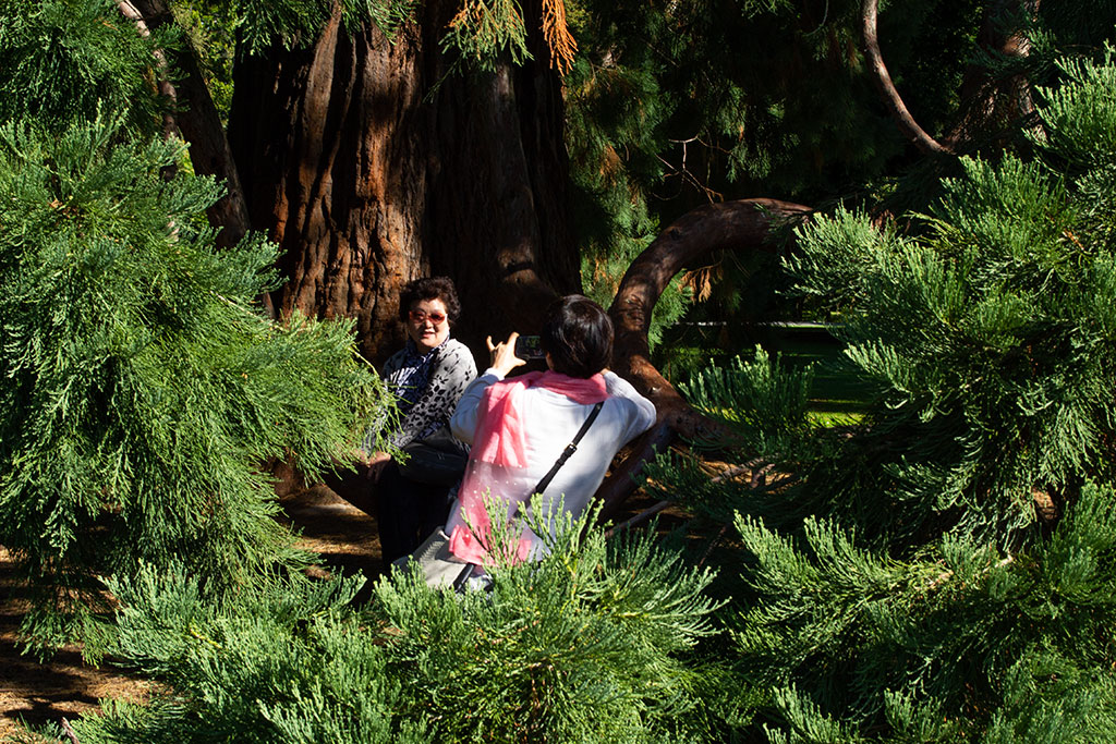 Image of A photo in the trees, Botanic Gardens. Wednesday, 14 March 2018