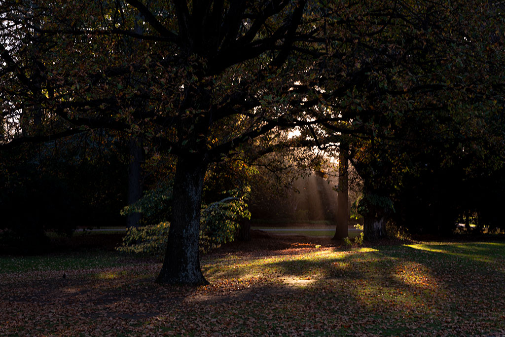 Image of Golden light through oak tree in autumn, Hagley Park. Wednesday, 9 May 2018