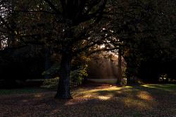 Thumbnail Image of Golden light through oak tree in autumn, Hagley Park