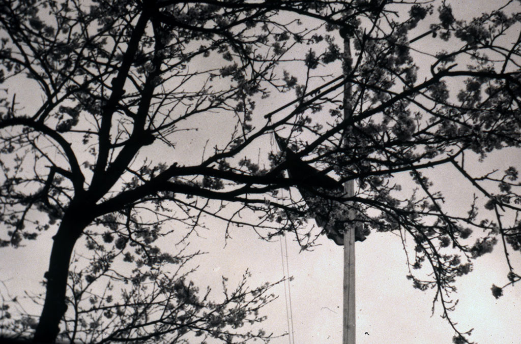 Image of Cherry Blossom, April 1951 1951