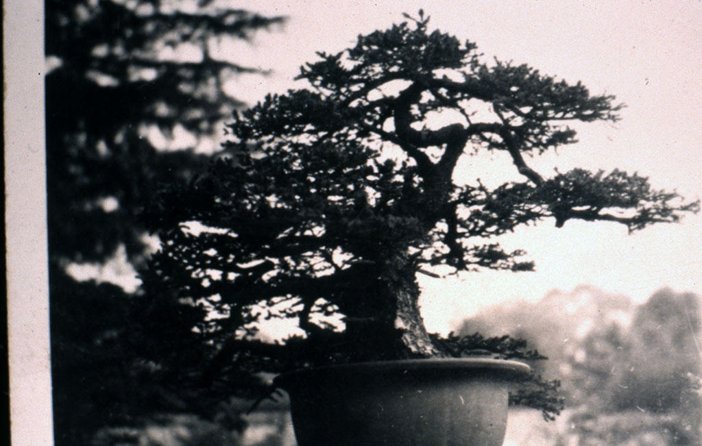 Image of Bonsai tree, Tokyo, 1951 1951