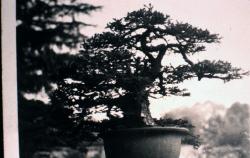 Thumbnail Image of Bonsai tree, Tokyo